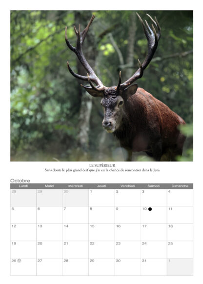 Calendrier photo 2026 - "Animaux" – Image 2