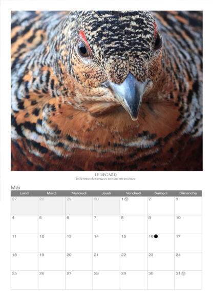 Calendrier photo 2025 - "Oiseaux" – Image 4