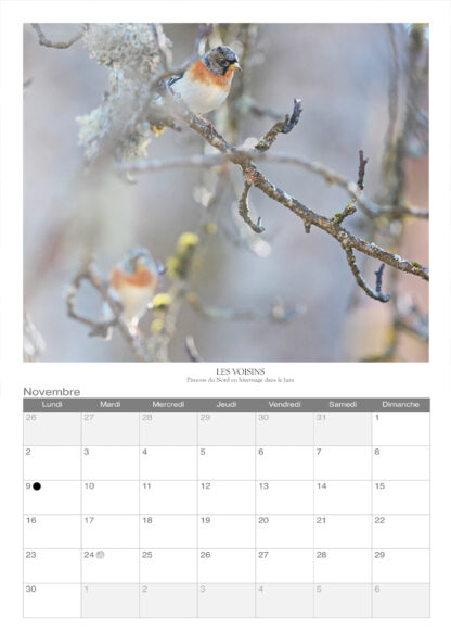 Calendrier photo 2025 - "Oiseaux" – Image 3